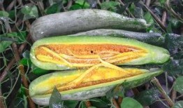 网红吃的小瓜是什么,究竟有何魅力？